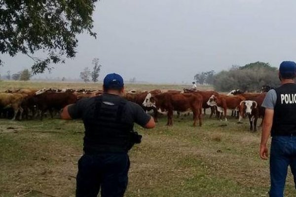 Personal policial recuperó ganado vacuno que había sido robado 