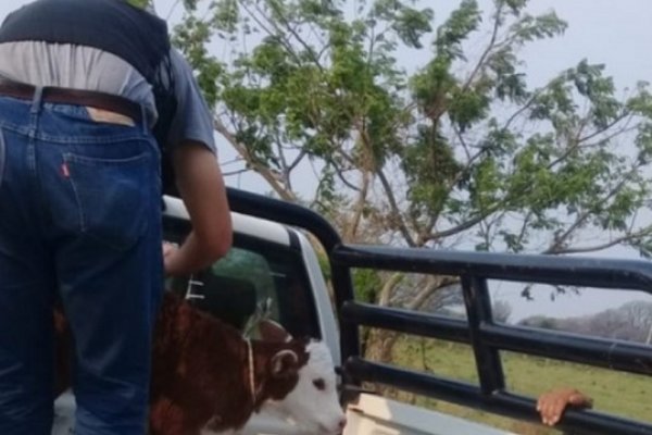 9 de Julio: Recuperaron terneros robados y detuvieron a tres hombres