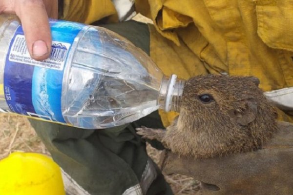 Chaco: En pleno incendio, bomberos socorrieron a animales silvestres que huían del fuego