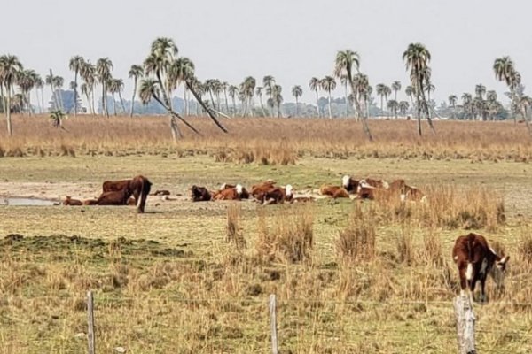 Corrientes es una de las diez provincias donde la producción se ve afectada por la sequía