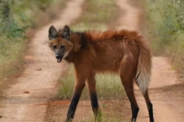 Mató a un monumento natural de Corrientes y piden ayuda para identificarlo