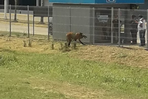 Un aguará guazú escapó de los incendios y terminó en el shopping