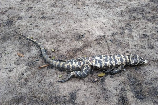 Arrasado por el fuego: Tristeza por el estado en el que quedó el Parque provincial San Cayetano