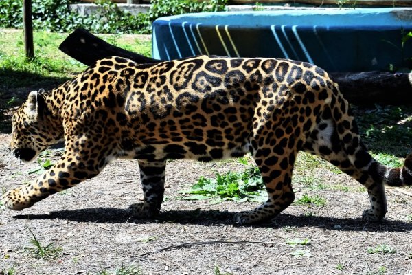 Conservación, reintroducción y vistas a un destino turístico en el Centro Aguará