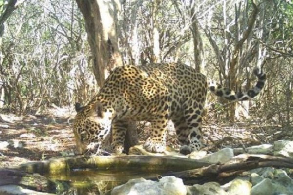 Exigen bebederos para animales silvestres de El Impenetrable