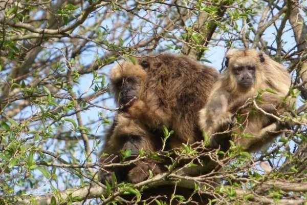 Observaron a monos sobrevivientes del fuego en el Parque provincial San Cayetano