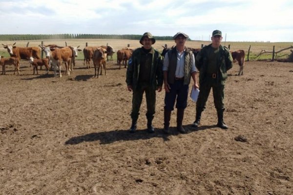 La Policía recuperó 21 animales vacunos robados