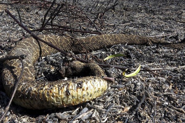 Los incendios causaron la 