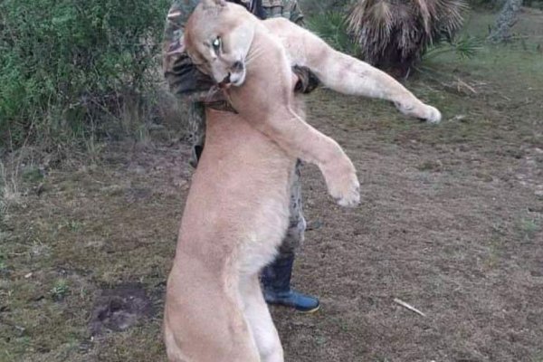 Denunciarán penalmente al hombre que mató a un Puma