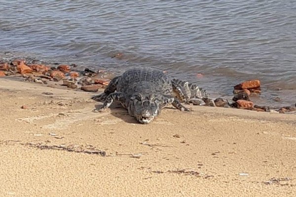 Se trabaja en un protocolo de intervención de yacarés en las playas correntinas