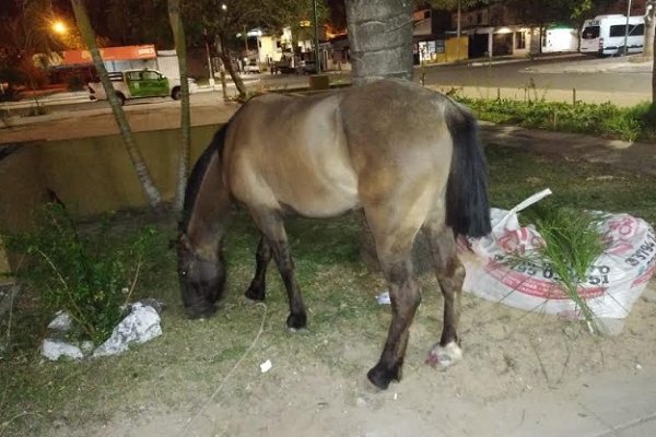 Persiguieron a un sujeto y recuperaron un caballo robado