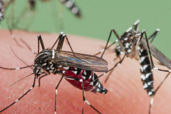 Dengue: Corrientes ya tiene cuatro casos confirmados