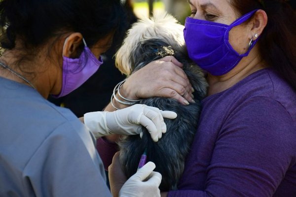 El operativo de Mascotas Saludables estará en los barrios Popular, La Olla y Pirayuí