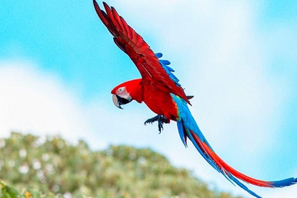 Nacieron tres guacamayos rojos en el Iberá, un gran paso para recuperar la especie