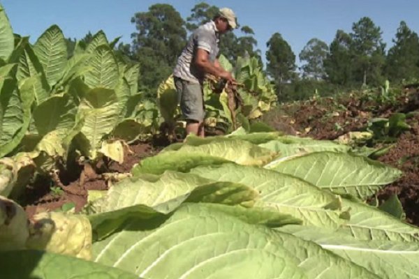 Provincias tabacaleras impulsan proyecto que  garantiza la transferencia automática del FET