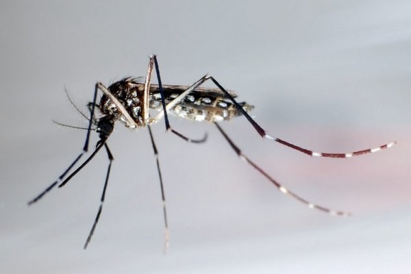 La vuelta del dengue: se lanzó la campaña nacional para prevenirlo