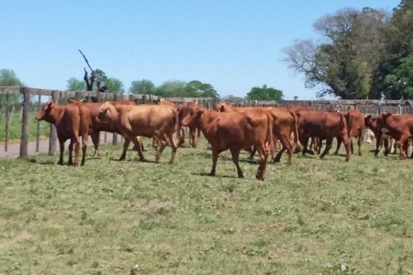 Remates ganaderos: En Bella Vista, se concretó la primera subasta para contrarrestar los efectos de la sequía