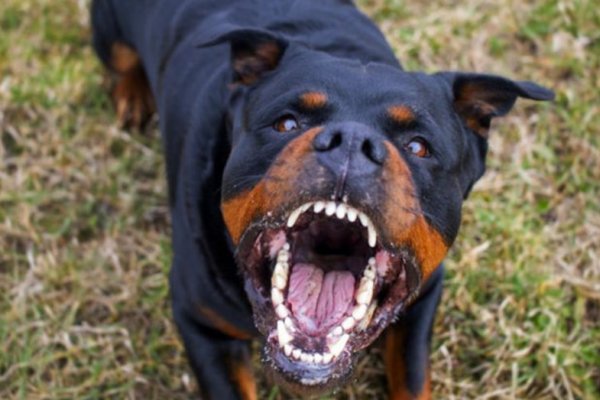 Un perro rottweiler mató a un bebé recién nacido e intento enterrarlo