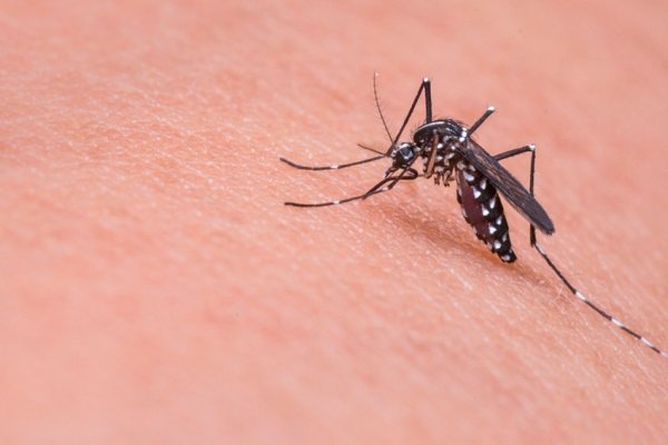 Cómo es la campaña nacional del Ministerio de Salud para controlar el dengue