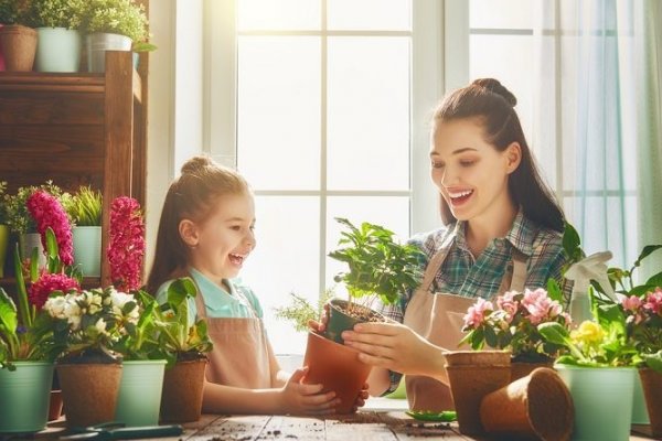 Cuáles son las mejores plantas para departamento