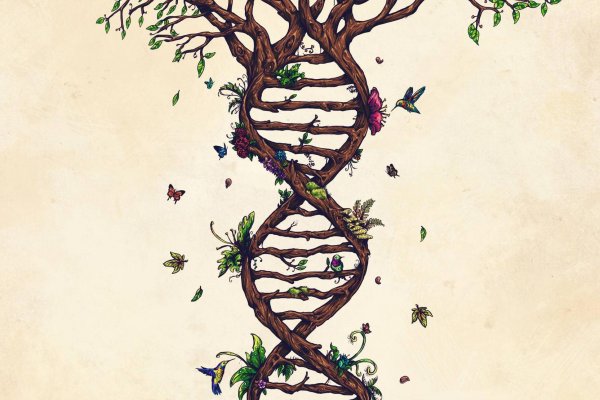 La biodecodificación del árbol genealógico para superar problemas