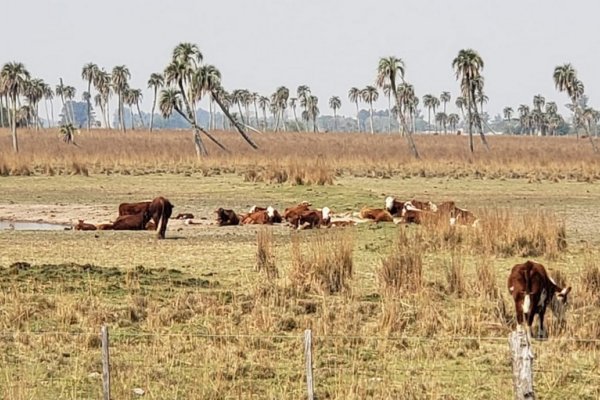 Nación declaró la emergencia agropecuaria para trece departamentos de Corrientes