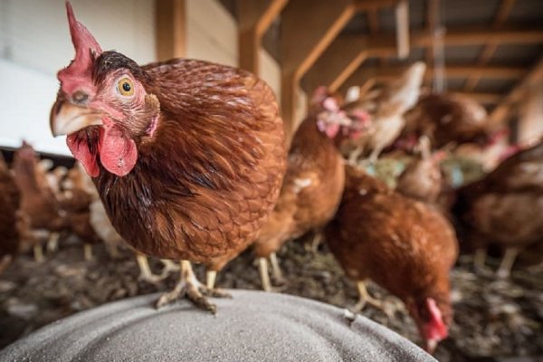 Gripe aviar: Sacrificarán 60 aves en San Cosme
