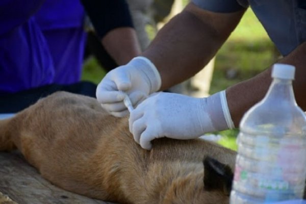 Mascotas Saludables estará en los barrios Plácido Martínez, Pío X y Santa Marta