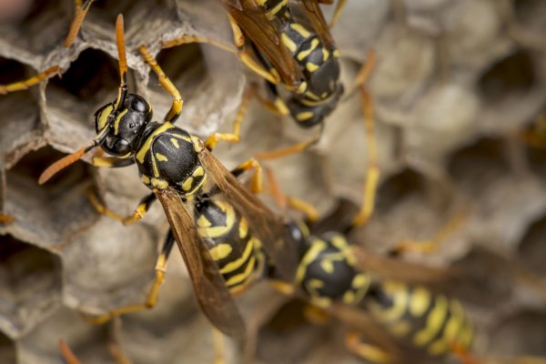 Un dirigente correntino murió tras ser atacado por avispas