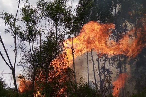 Impactante incendio en una zona Citrícola de Mocoretá