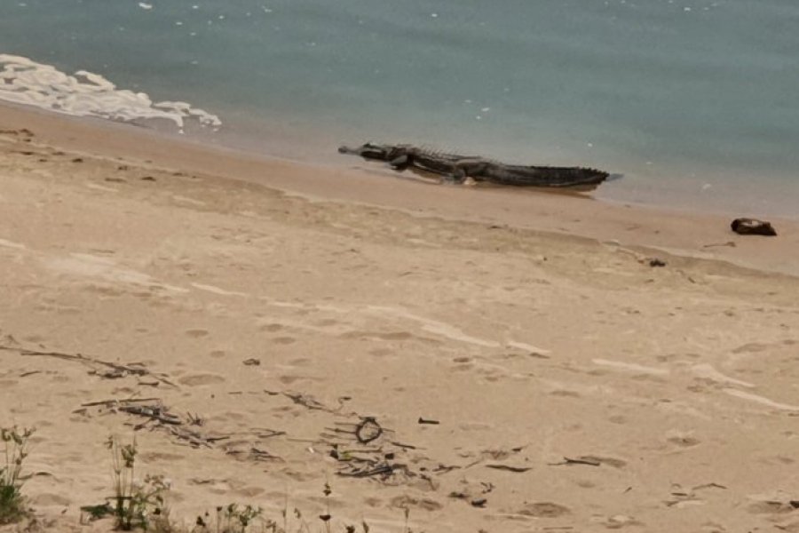 Apareció otro yacaré en zonas de las playas de Corrientes