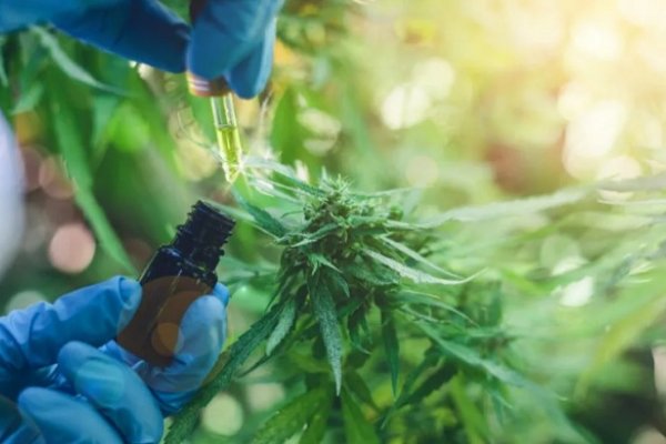 Legalizan el autocultivo de cannabis para uso medicinal y la venta de aceite en farmacias