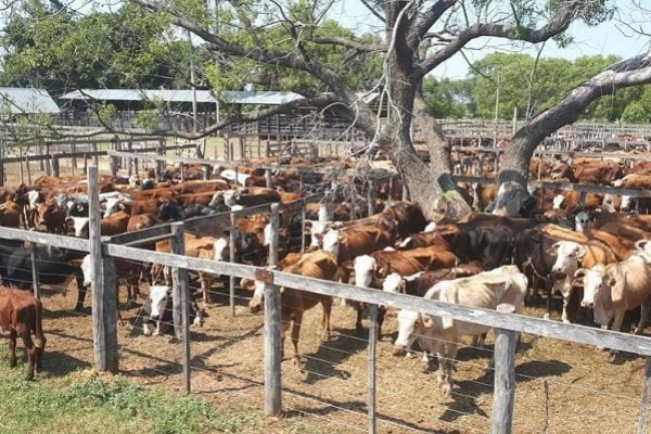 Segundo remate ganadero de pequeños productores en Caá Catí