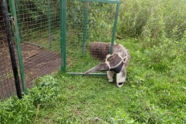 Un oso hormiguero que intentaban vender de forma ilegal fue recuperado y enviado a Corrientes