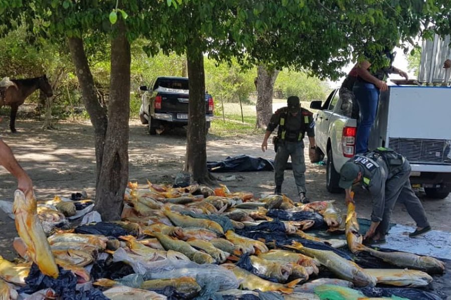 Recursos Naturales secuestró 120 dorados en una pescadería de Corrientes