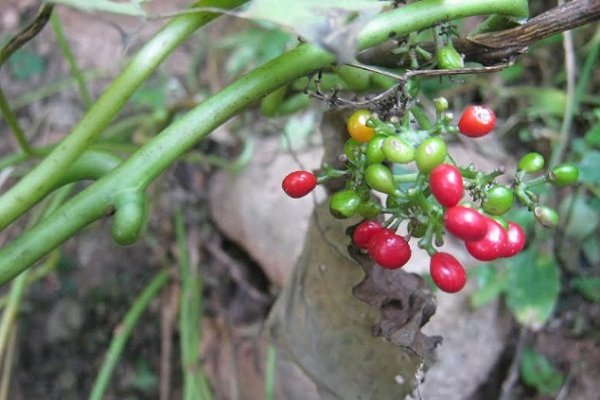 Estudian el efecto benéfico para la salud de algunas plantas de la región Iberá