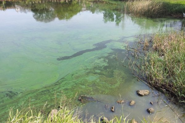 El Paraná se tiñó de verde tóxico