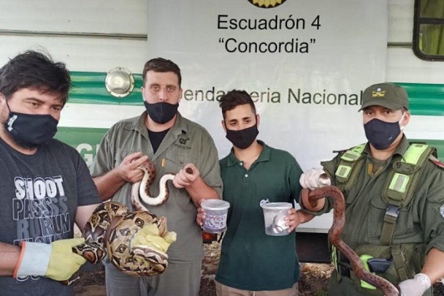 Entre Ríos-Chaco: Hallan cinco boas y ocho iguanas en un transporte de encomiendas