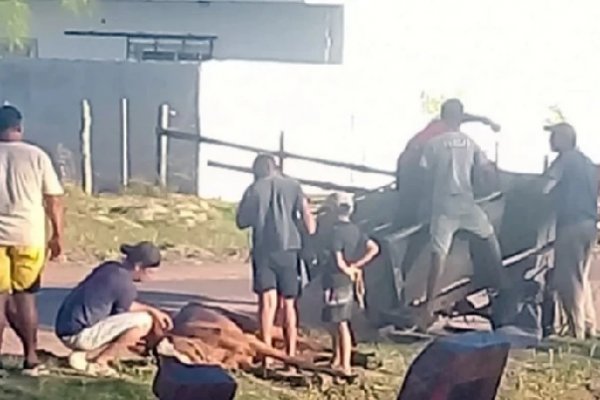 Un caballo que tiraba un carro murió en plena vía pública