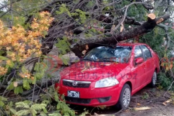 Varios árboles caídos tras las fuertes tormentas