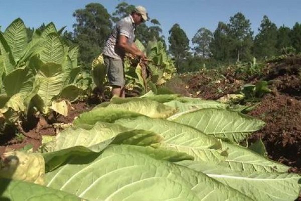 Para los productores correntinos, el tabaco Burley vuelve a ser alternativa
