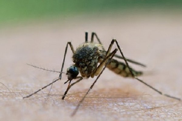 Alerta por invasión de mosquitos voraces