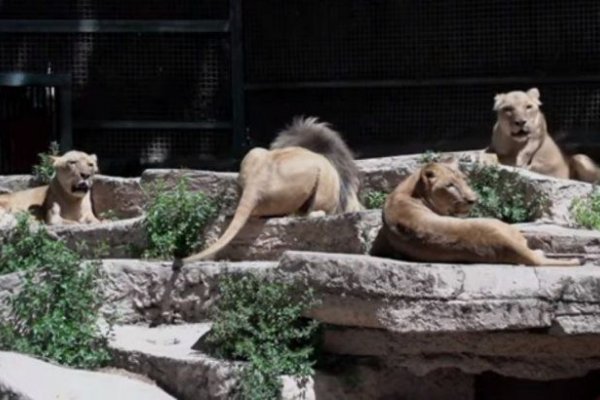 Cuatro leones del zoológico de Barcelona tienen Coronavirus