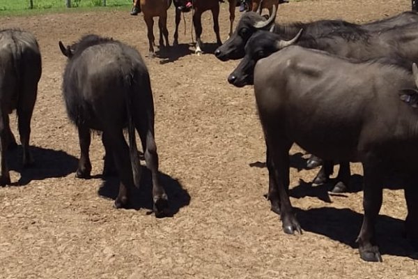 La Policía recuperó animales denunciados como robados