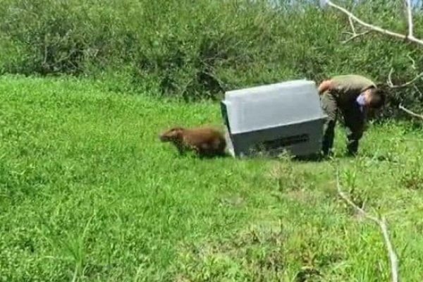 El carpincho encontrado en el barrio Aldana fue liberado en un área protegida