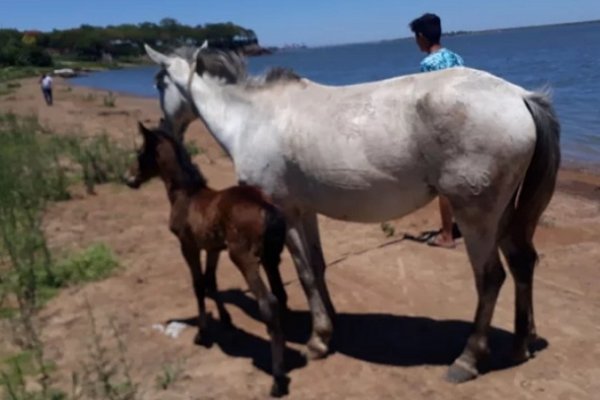 Recuperaron tres caballos que habían sido denunciados como robados