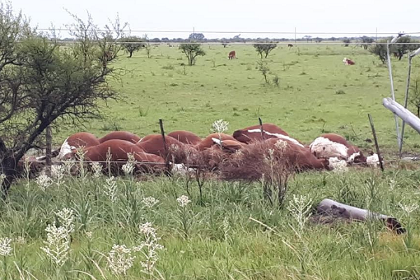 Cableado de la DPEC cayó y mató animales en campo de Sauce