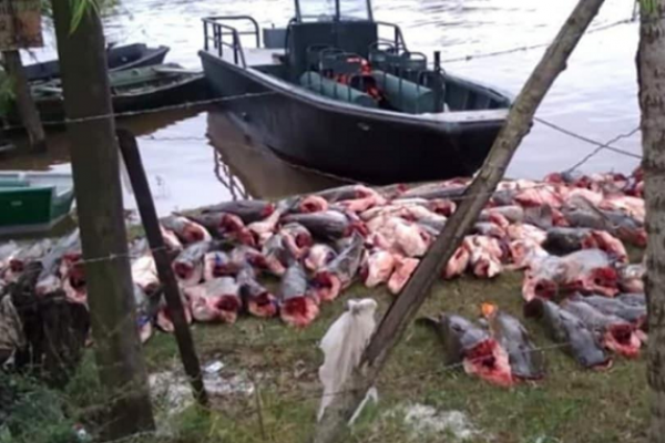 Impactante depredación íctica en el Paraná entre Chaco y Corrientes