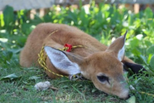 Rescataron a un ciervo y carpinchos: Denunciarán a un intendente por maltrato animal