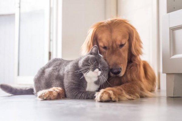 Consejos para calmar a tus mascotas durante los fuegos artificiales